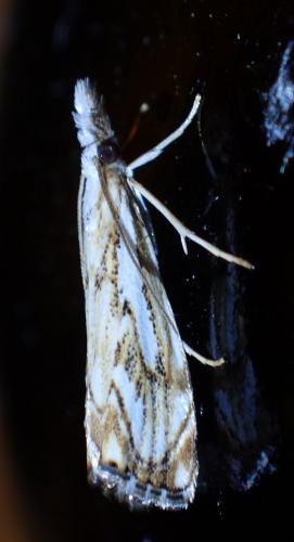 Réf. 213 777 : Catoptria falsella